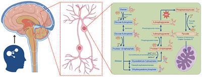 Research progress of neuron-specific enolase in cognitive disorder: a mini review